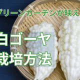 グリーンカーテンが映える白ゴーヤ栽培方法