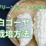グリーンカーテンが映える白ゴーヤ栽培方法