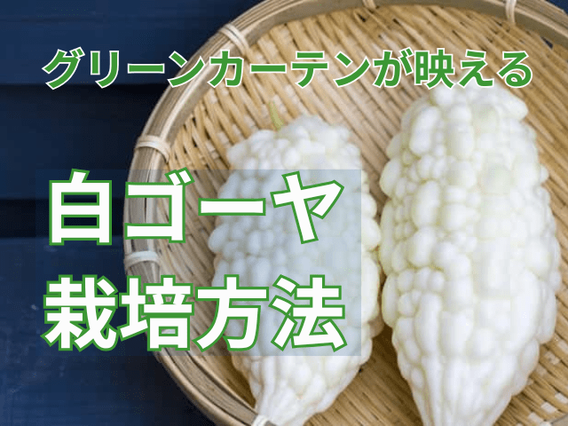 グリーンカーテンが映える白ゴーヤ栽培方法