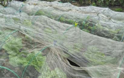 防虫ネットをしてある野菜