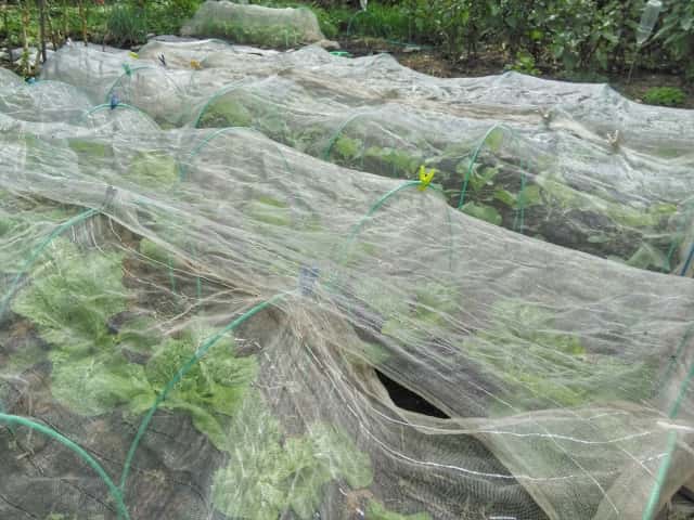防虫ネットをしてある野菜