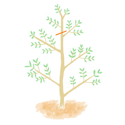 オリーブの木は強剪定ok 葉 実を楽しむそれぞれの剪定方法とは 農業 ガーデニング 園芸 家庭菜園マガジン Agri Pick