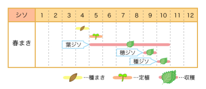 家庭菜園のプロ監修 シソの上手な栽培方法 きれいな葉をたくさん収穫するためのポイントを解説 農業 ガーデニング 園芸 家庭菜園マガジン Agri Pick