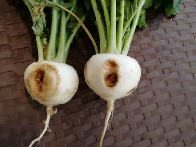 虫食いのカブ