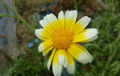 春菊の花