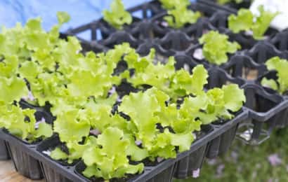 レタスの苗が大量にトレーに入っている。