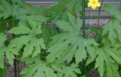 ゴーヤの葉と花とネット