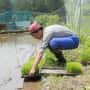 田植えをする男性