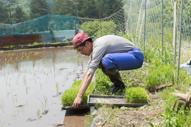 田植えをする男性
