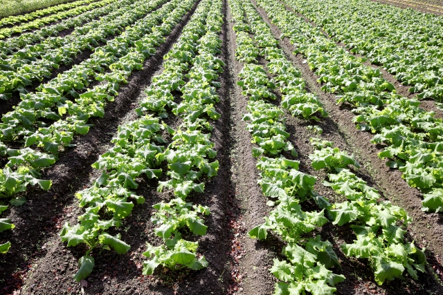 沢山の野菜が植えられている様子
