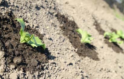 レタスの苗が3つ植えてある