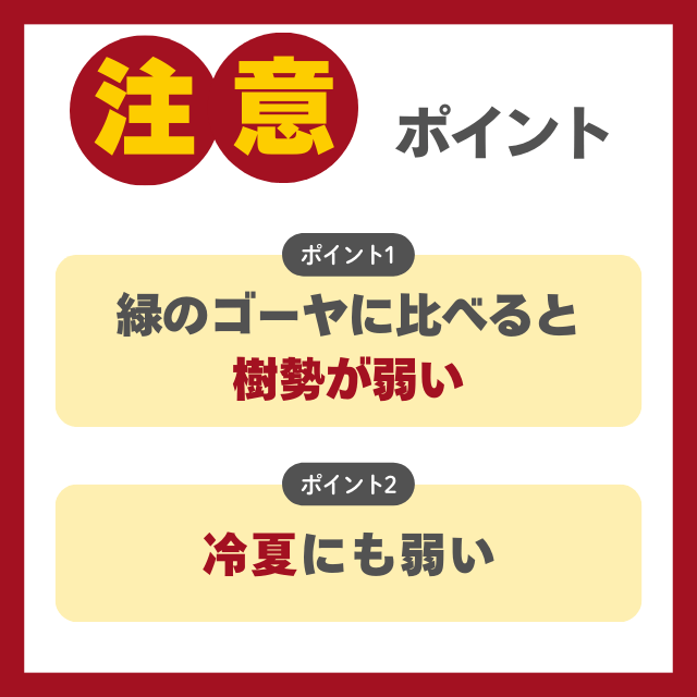 白ゴーヤの栽培で注意ポイント