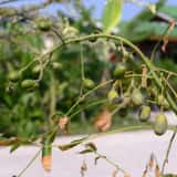オリーブが枯れる 木 葉 実のトラブルの原因 対策を解説 農業 ガーデニング 園芸 家庭菜園マガジン Agri Pick
