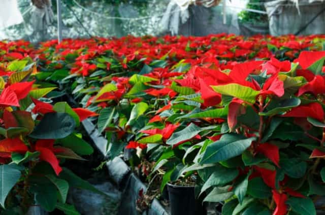 花きの仕事 人生の1コマを彩る花を育てる 農業 ガーデニング 園芸 家庭菜園マガジン Agri Pick