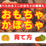 おもちゃかぼちゃの育て方｜種まきや収穫時期は？使い道、食べられるミニかぼちゃの種類も！