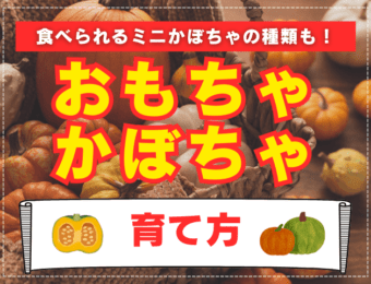 おもちゃかぼちゃの育て方｜種まきや収穫時期は？使い道、食べられるミニかぼちゃの種類も！