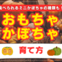おもちゃかぼちゃの育て方｜種まきや収穫時期は？使い道、食べられるミニかぼちゃの種類も！