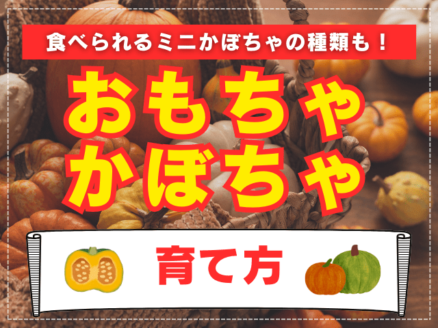 おもちゃかぼちゃの育て方｜種まきや収穫時期は？使い道、食べられるミニかぼちゃの種類も！