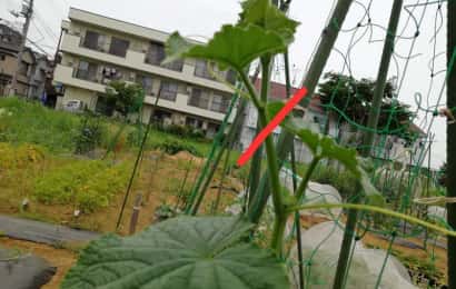 摘芯の方法