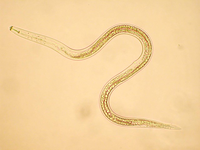 センチュウ 線虫 類を駆除 防除する方法 農業 ガーデニング 園芸 家庭菜園マガジン Agri Pick