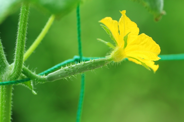 きゅうりの花が咲いている様子