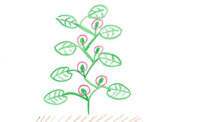脇芽のイラスト