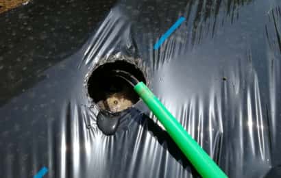 マルチの穴に水をやる