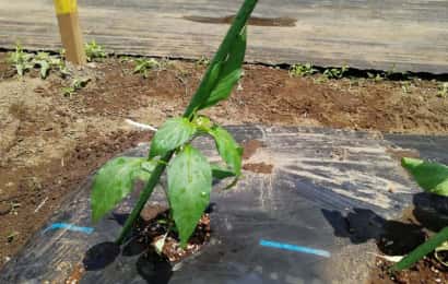 苗を植えている様子
