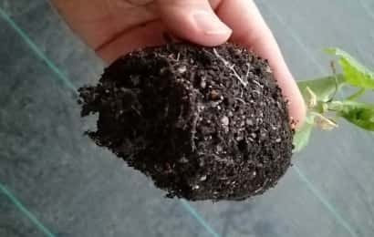 苗の根鉢を見る様子