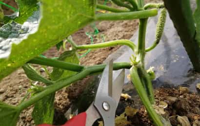 きゅうりの脇芽をつむ様子