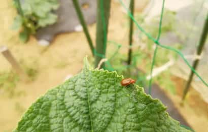 ウリハムシが葉に止まっている