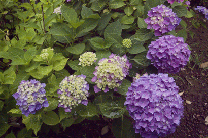 アジサイ 紫陽花 の育て方 初心者にもわかりやすい 農業 ガーデニング 園芸 家庭菜園マガジン Agri Pick