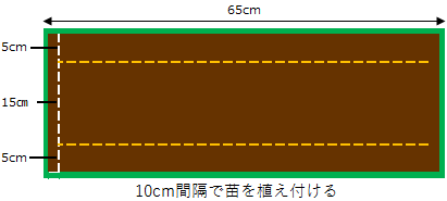 玉ねぎのプランター栽培