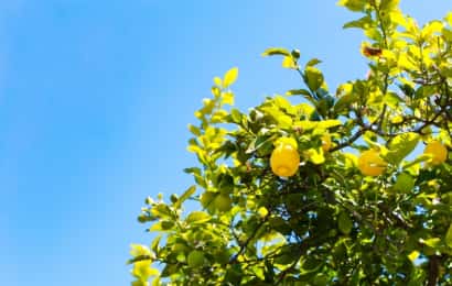 レモン農家直伝 地植えレモンの育て方 実を付ける剪定のコツやおすすめ品種も 農業 ガーデニング 園芸 家庭菜園マガジン Agri Pick