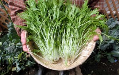 収穫した水菜