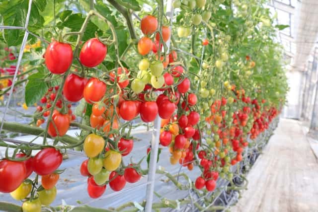 ハウス栽培の培地はどう選ぶ 正しい選び方と効果について 農業 ガーデニング 園芸 家庭菜園マガジン Agri Pick
