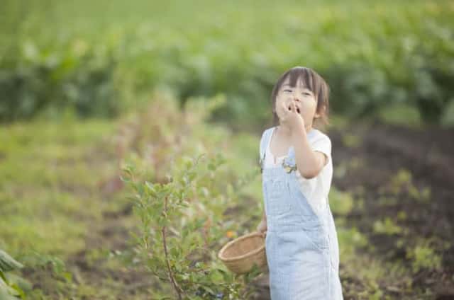ブルーベリーを食べる子ども