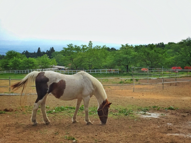 馬ふん 馬糞 堆肥で土をふかふかに 使い方や効果を農学博士が解説 鶏ふんや牛ふんとの違いも 農業 ガーデニング 園芸 家庭菜園マガジン Agri Pick