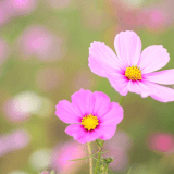 コスモスの花