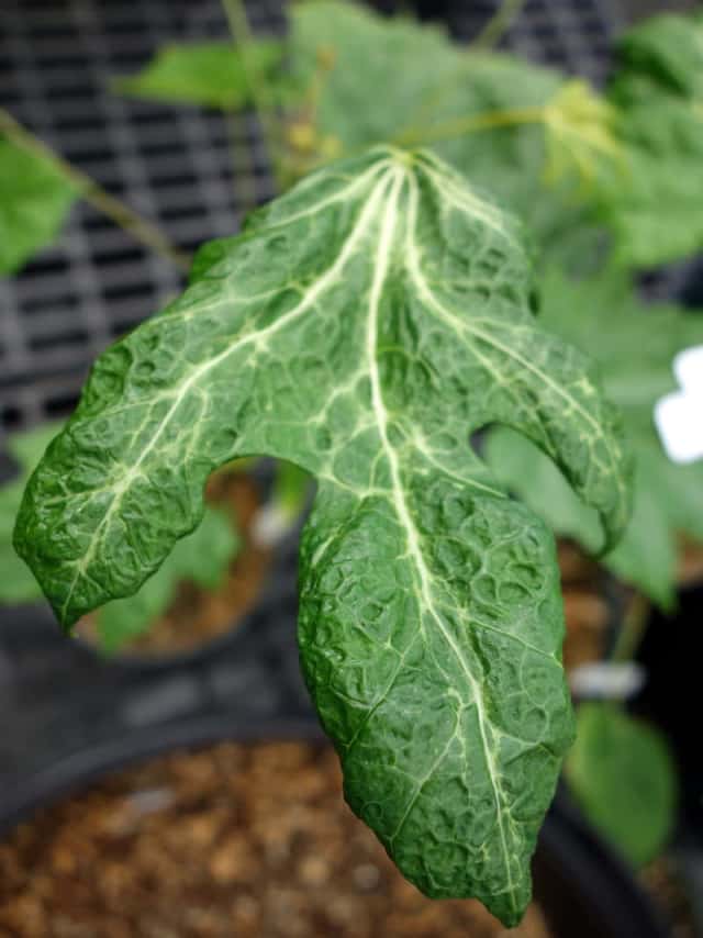 ホコリダニに食害を受けた植物