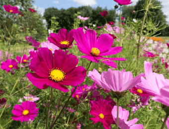 コスモスの花