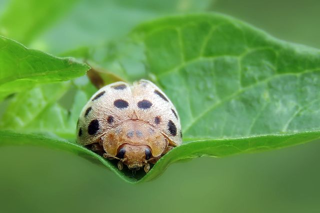 テントウムシダマシ類 ニジュウヤホシテントウなど を駆除 防除する方法 農業 ガーデニング 園芸 家庭菜園マガジン Agri Pick