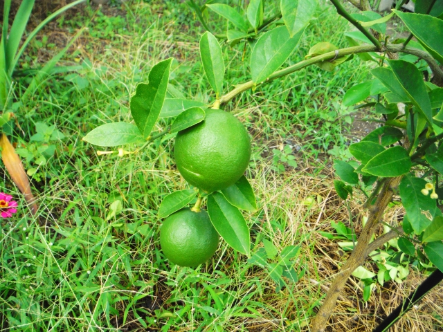 地植えの木に、緑のレモンが2つなっている