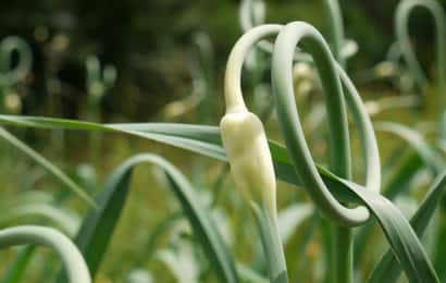 ニンニク、栽培、育て方、ニンニクの芽