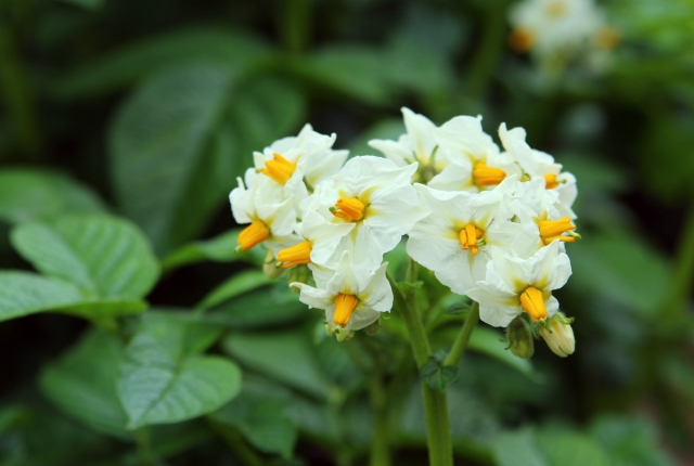 じゃがいもの花