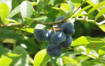 専門農家に学ぶ ブルーベリーの育て方 鉢植え プランター編 農業 ガーデニング 園芸 家庭菜園マガジン Agri Pick