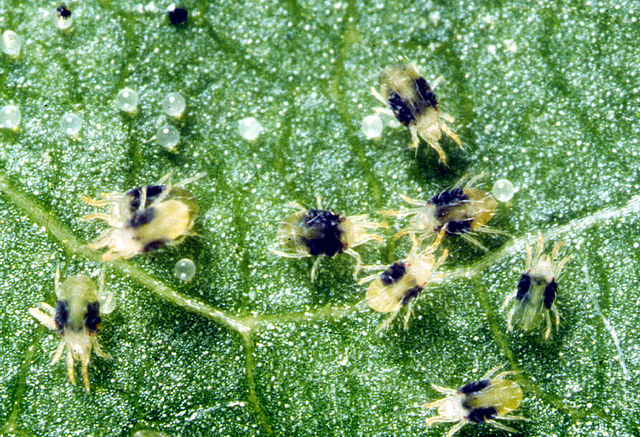 ハダニ類を駆除 防除する方法 農業 ガーデニング 園芸 家庭菜園マガジン Agri Pick