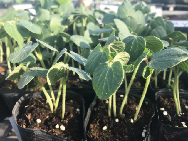 オクラ 基本の育て方と本格的な栽培のコツ 農業 ガーデニング 園芸 家庭菜園マガジン Agri Pick