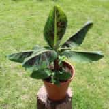 鉢植えのバナナ