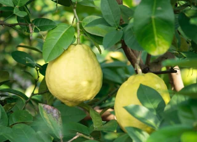 レモンの木の上手な剪定方法 実がなるコツや手順を知ろう 農業 ガーデニング 園芸 家庭菜園マガジン Agri Pick